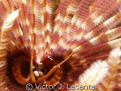 inside the  feather duster worm in Manhattan dive site at... by Victor J. Lasanta 